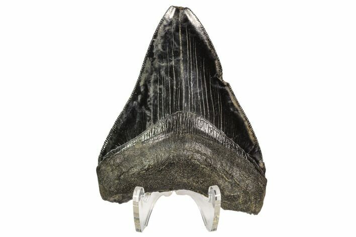 Serrated, Fossil Megalodon Tooth - Georgia #107256